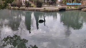 Край, где распускается мимоза, день 11 /Новый Афон. Приморский парк