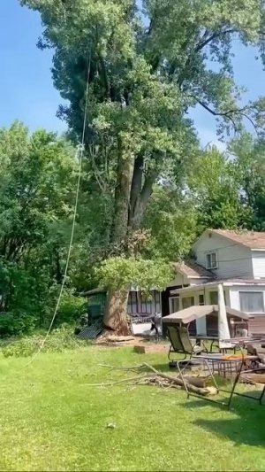 Деревья мстят