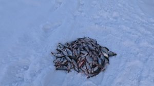 РЫБАЛКА.ШЕЛАБОЛИХА Алтайский край.