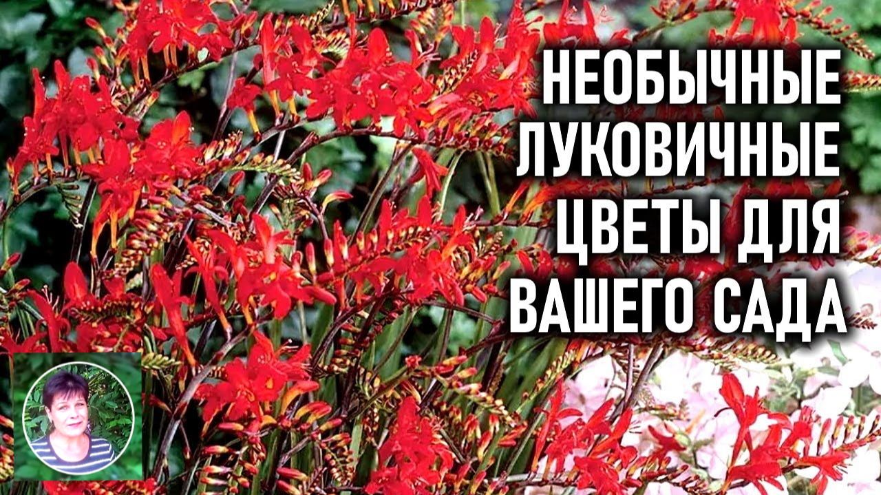 Необычные луковичные цветы для вашего сада смотреть онлайн