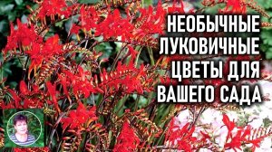 Необычные луковичные цветы для вашего сада