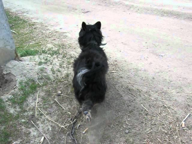 Everyday I'm Shuffling. Little Dog Dance