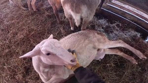 Опять проблема ! Готовлюсь к морозам ! ХУТОР В ЛЕСУ №958