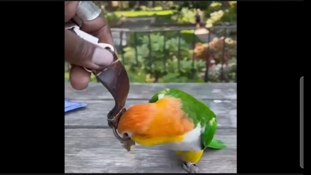 смешные попугаи