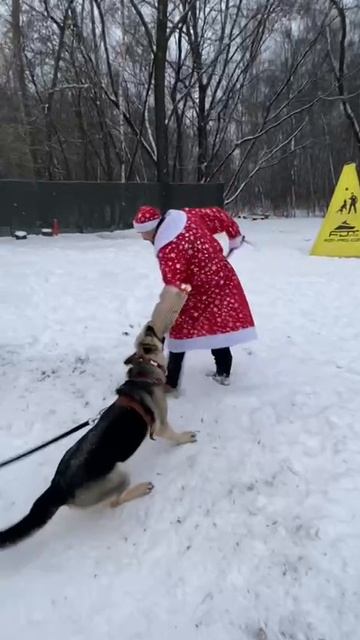 ВЕО Валентлайф Шерритэ Шанз Элизэ 17.5мес Дед Мороз №5 - Рукав 2