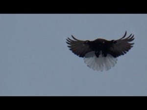 Мелитопольские голуби. с Новым годом!! 2026 год...