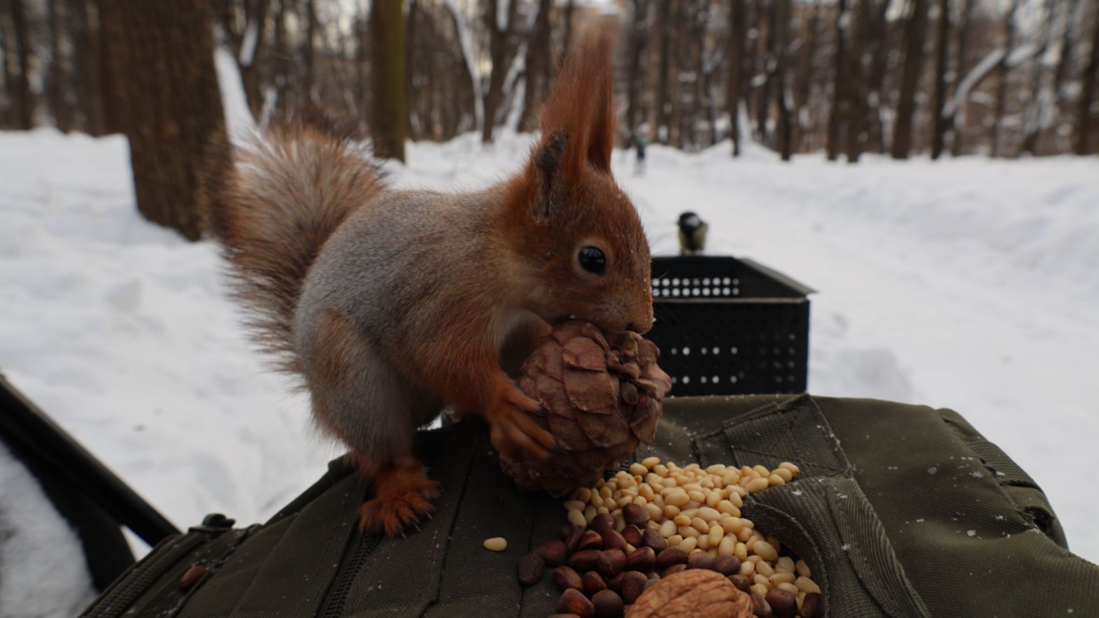 Белки. Зарисовка смотреть онлайн