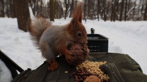 Белки. Зарисовка