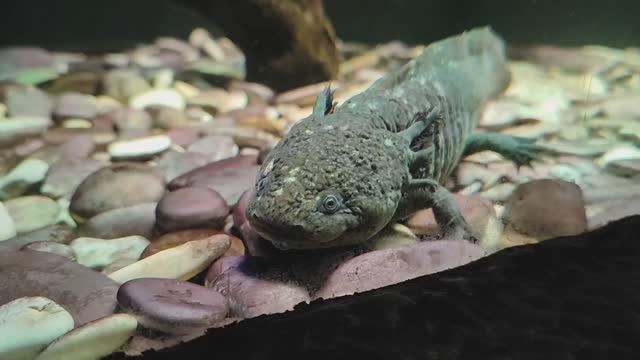 Аксолотль. Милый маленький дракончик. Амфибия с секретом. Океанариум РИО смотреть онлайн