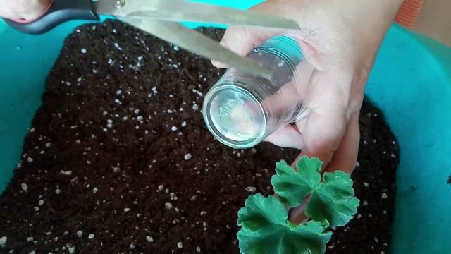 Укоренение микрочеренков пеларгонии на синтепоне - сами попробовали и вам решили показать. смотреть онлайн