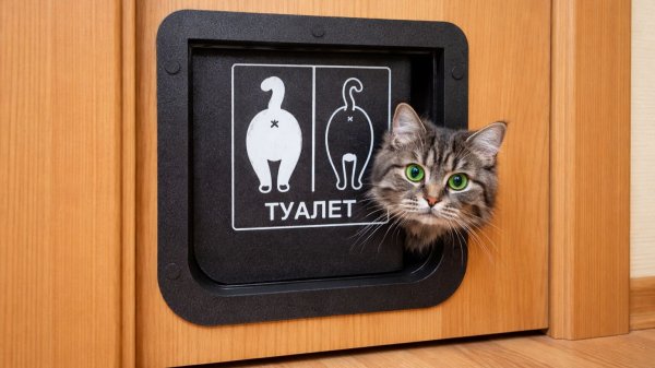 Моделирование в SolidWorks двери для животных и 3D печать