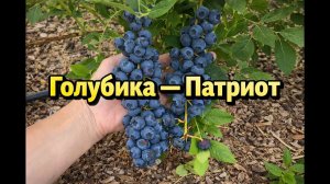 Голубика Патриот: урожайная ягода для вашего сада и огорода