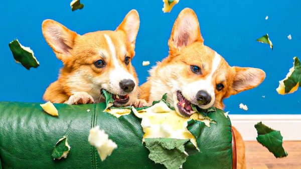 МЫ НЕЧАЯННО СОЖРАЛИ КРЕСЛО!! Корги Пряник Говорящая собака