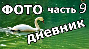 ПАРК «ЮЖНЫЕ КУЛЬТУРЫ»! КОШКИ, УТКИ, ЛЕБЕДИ, ЧЕРЕПАХИ! ФОТО СЛАЙД-ШОУ. АДЛЕР. 23 НОЯБРЯ 2025 ГОДА.