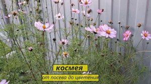 Космея от посева до цветения.