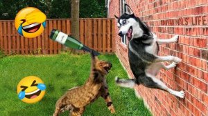 Смешные и забавные животные 😻😺 Лучшие приколы с животными 🐶 Подборка забавных животных