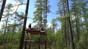 Таёжный ЛАБАЗ от Медведя: что ЭТО такое и как Его Построить