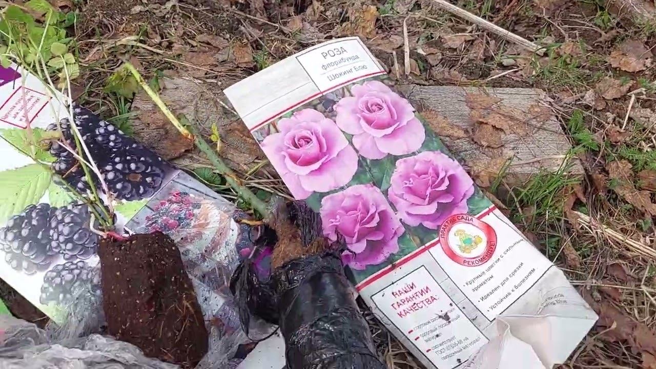 Когда можно сажать розы, при какой температуре?