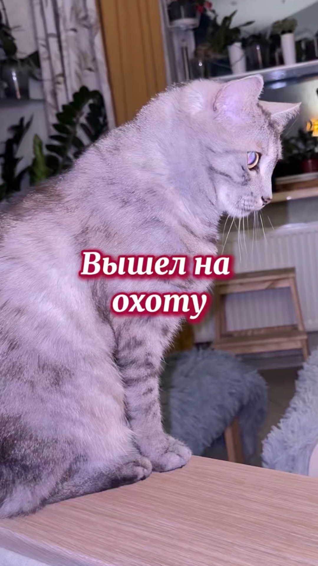 Любимчик вышел на охоту
