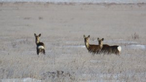 Тихие будни заказника «Светлинский»!