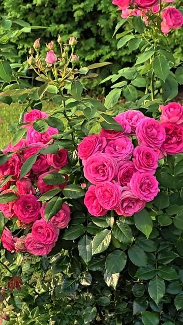 РОЗА ЦИКЛАМЕН ПЬЕР ДЕ РОСАНД (Pink Eden Rose ®, Pretty in Pink Eden®, Margaret Mae)