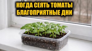 Когда сеять ТОМАТЫ на рассаду в 2026 году. Благоприятные дни в 2025 году для посева томатов