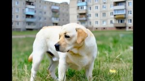 Пёс (стихи мои, остальное с помощью ИИ)