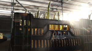 ДЛЯ КРАСНОЯРЦЕВ К ПРАЗДНИКАМ ВЫРАЩИВАЮТ 200 ТЫСЯЧ ТЮЛЬПАНОВ