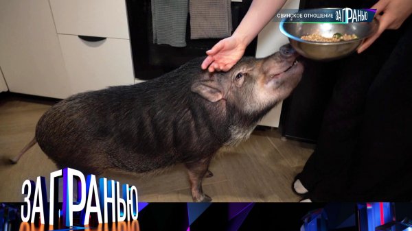 «За гранью»: «Свинское отношение» | Выпуск от 9 февраля 2026 года