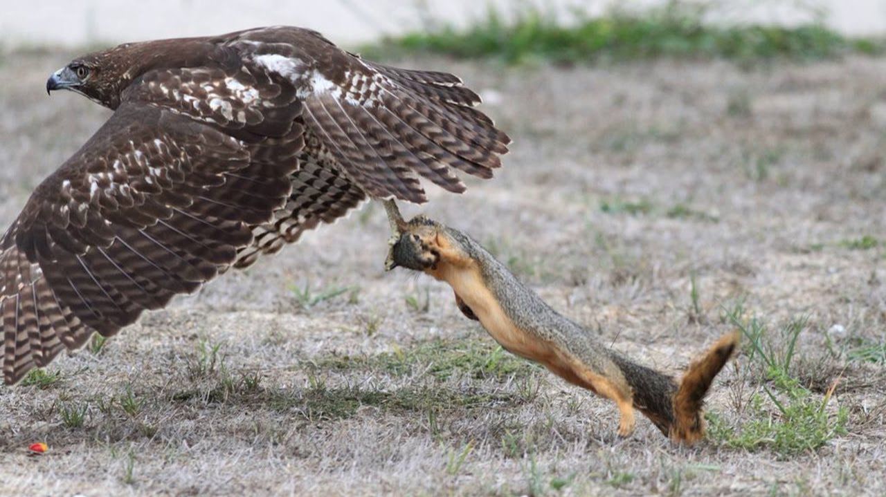 Ястреб в Деле! На что способен яростный и стремительный небесный хищник! смотреть онлайн