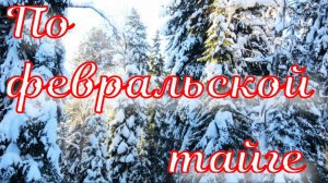 Взял широкие лыжи испытал идти гораздо легче удачная прогулка погожий день наброды лосей тайга жива