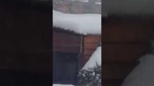 080226г Летняя будка в которой живёт ЛЕВШтор нет на доме3 поднята лев ждёт еду до - 19 ночью