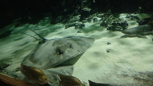 Утомленные людьми. Устали. Спят. смотреть онлайн