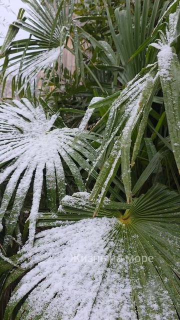 Погодные качели на море этой зимой серьезные, два дня назад +21 а сегодня снег смотреть онлайн