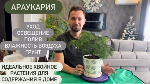 Араукария- идеальное хвойное растение для дома! Уход- полив, влажность воздуха, грунт, освещение