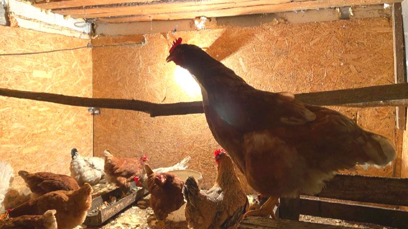 ГОЛОЛЁД⛸️МАСТЕР КЛАСС ПО ПРЯНИКАМ🍪ТУШЁНКА ИЗ СТАРЫХ КУР🍗УРОЖАЙ ОГУРЦОВ🥒КВАСИМ КАПУСТУ