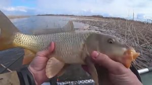 КИНУЛ В ЛУЖУ ПОПЛАВОК, ГДЕ РЫБА КИШИТ! Сазан, карась, красноперка! Рыбалка на поплавок