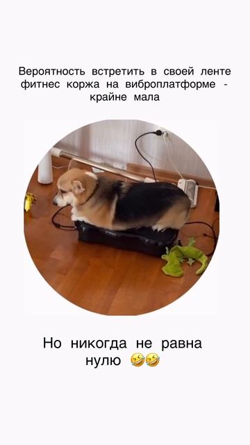 Собака вибрака смотреть онлайн