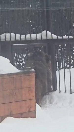 080226гУмный левчто делаетчтобы не перекрыли доступ в будку