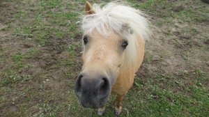 Шетлендский пони. Видео в честь года лошади