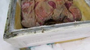 февраль, зимовка пчел с закрытыми летками завершается, делаю верхнюю вентиляцию у пчел , 9.02.2026