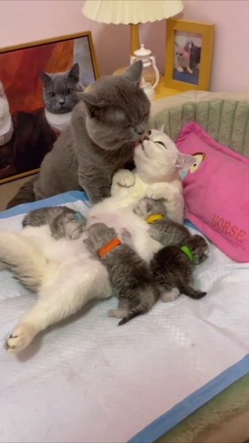 Смешные коты #108-9