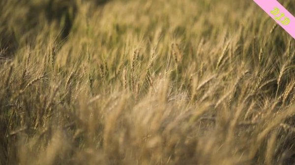 DJ.D - Матушка-земля (DnBMix)