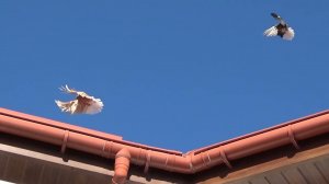 Мелитопольские голуби в Крыму Белогорск.у Игоря смотрим накидываем))