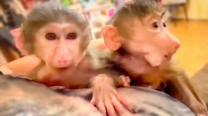 МИЛОТА!  Степашка и Маняшка ПРИЛИПЛИ КО МНЕ,  а Ангелина. укладывает котенка Басика спать!