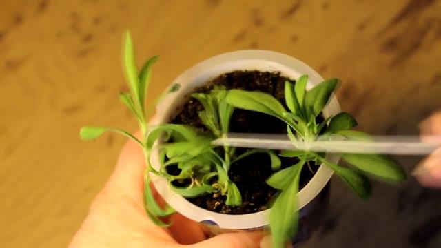 Гвоздика Экзотические бабочки.  Знаете такую?