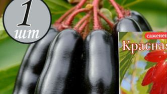 Ведьмин палец Не запланированная посадка смородины с маркетплейса,распечатываю корни,смотрю,и сажаю.