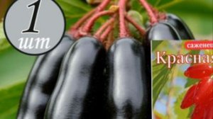 Ведьмин палец Не запланированная посадка смородины с маркетплейса,распечатываю корни,смотрю,и сажаю.