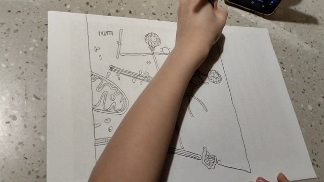 Рисунок клетки человека до раскрашивания.Максим и анатомией интересуется😄 смотреть онлайн