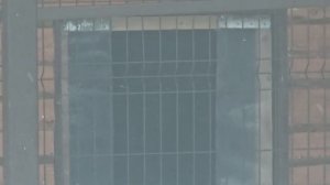 080226гКиара на прогулке передает привет Белгородскому зоо